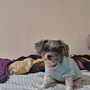 Chloe joined the competition — help win amazing prizes! dog, small_dog, pet, bed, blanket, shirt, necklace, indoor, cute, fur, animal, sitting, looking, pink, blue, accessory, home, cozy, resting, portrait