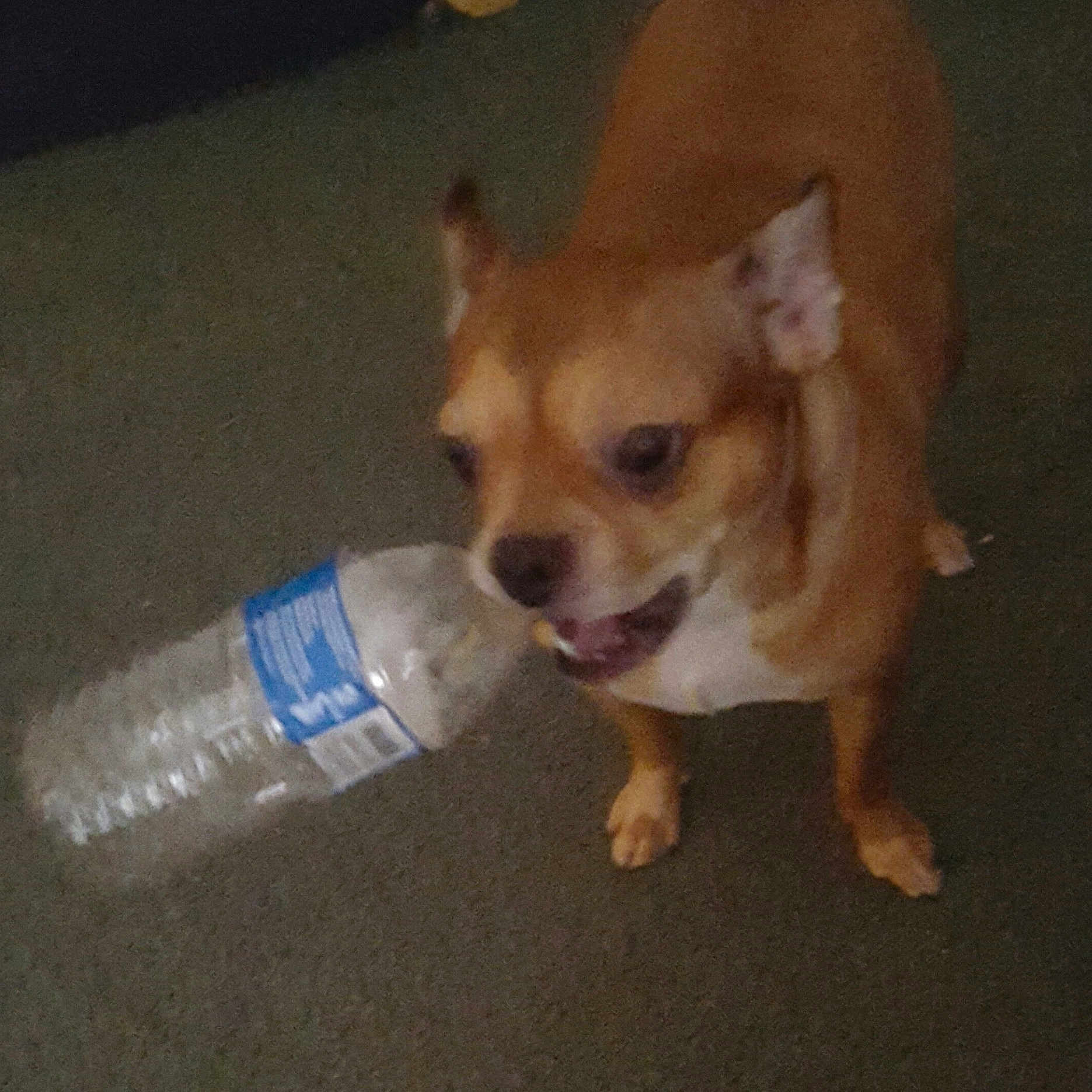 Bella is registered to the contest to win money with this photo: bottle, canidae, carnivore, chihuahua, companion_dog, dog, dog_breed, dog_supply, fawn, flooring, paw, plastic_bottle, road_surface, snout, tail, terrestrial_animal, toy_dog, water_bottle, whiskers, working_animal