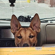 Pinecone is registered to the contest to win money with this photo: air_freshener, animal, brown_dog, canine, car_interior, close_up, curious, dashboard, dog, ears, face, front_seat, inside, looking, parked_car, pet, transportation, tree_shaped, vehicle, window
