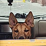 air_freshener, animal, brown_dog, canine, car_interior, close_up, curious, dashboard, dog, ears, face, front_seat, inside, looking, parked_car, pet, transportation, tree_shaped, vehicle, window