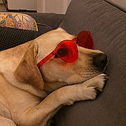Kilo Baby joined the competition — help win amazing prizes! dog, labrador, yellow_lab, sunglasses, red_sunglasses, heart_shaped, pet, canine, relaxing, couch, indoor, resting, fur, paw, nose, head, animal, domestic_animal, cool, sleepy