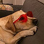 dog, labrador, yellow_lab, sunglasses, red_sunglasses, heart_shaped, pet, canine, relaxing, couch, indoor, resting, fur, paw, nose, head, animal, domestic_animal, cool, sleepy