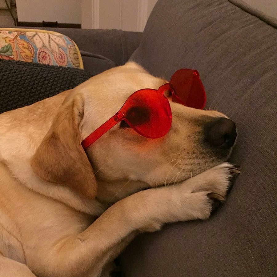 Kilo Baby joined the competition — help win amazing prizes! animal, canine, cool, couch, dog, domestic_animal, fur, head, heart_shaped, indoor, labrador, nose, paw, pet, red_sunglasses, relaxing, resting, sleepy, sunglasses, yellow_lab