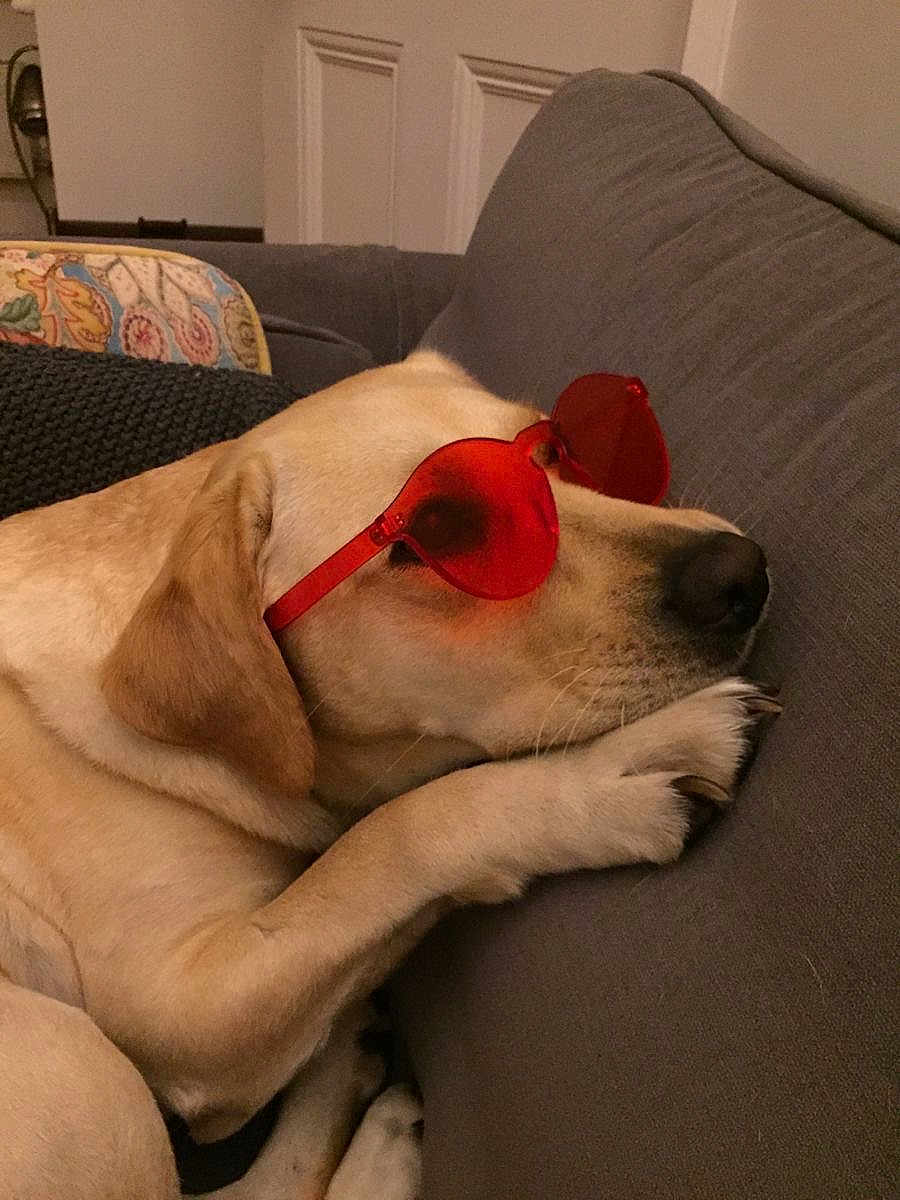 Kilo Baby joined the competition — help win amazing prizes! dog, labrador, yellow_lab, sunglasses, red_sunglasses, heart_shaped, pet, canine, relaxing, couch, indoor, resting, fur, paw, nose, head, animal, domestic_animal, cool, sleepy