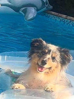 Fly participe au concours pour gagner de l'argent avec cette photo : canidae, carnivore, dog, dog_breed, shih_tzu, snout, swimming_pool