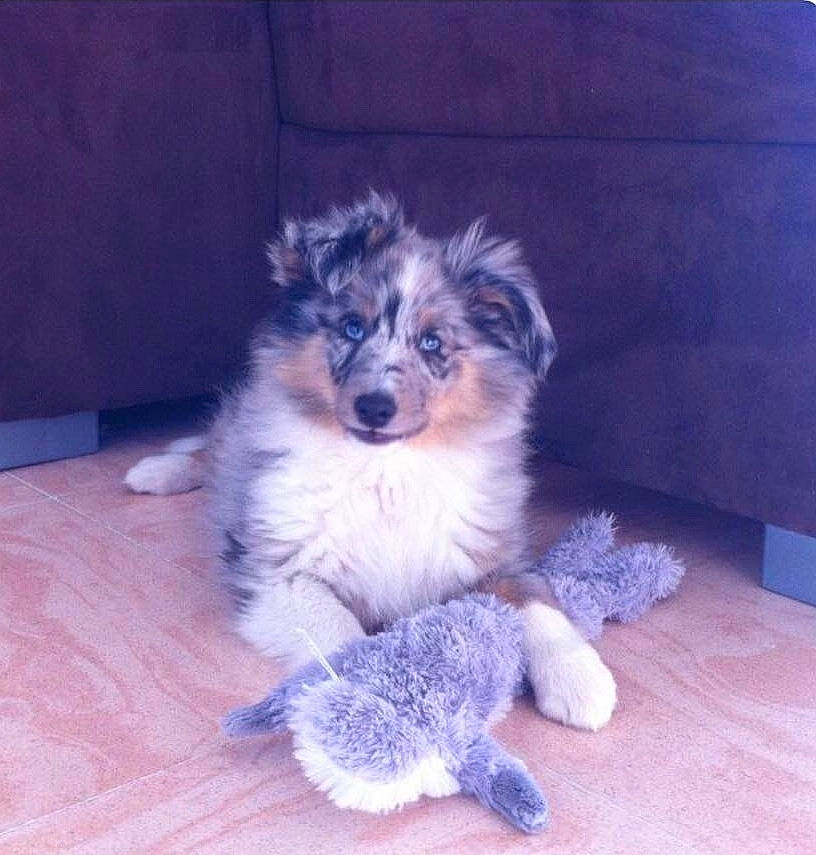 Fly participe au concours pour gagner de l'argent avec cette photo : australian_shepherd, border_collie, canidae, carnivore, collie, companion_dog, dog, dog_breed, herding_dog, mammal, miniature_australian_shepherd, puppy, rare_breed_dog, rough_collie, scotch_collie, shetland_sheepdog, vertebrate, working_dog