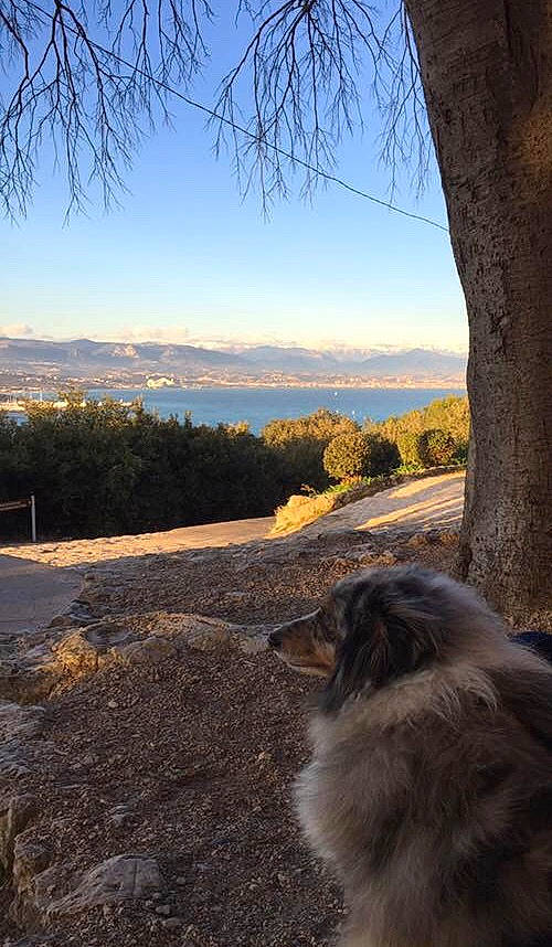 Fly a rejoint le concours — aidez-le/la à gagner de superbes lots ! branch, canidae, carnivore, cloud, dog, evening, morning, sky, sunlight, tree, winter
