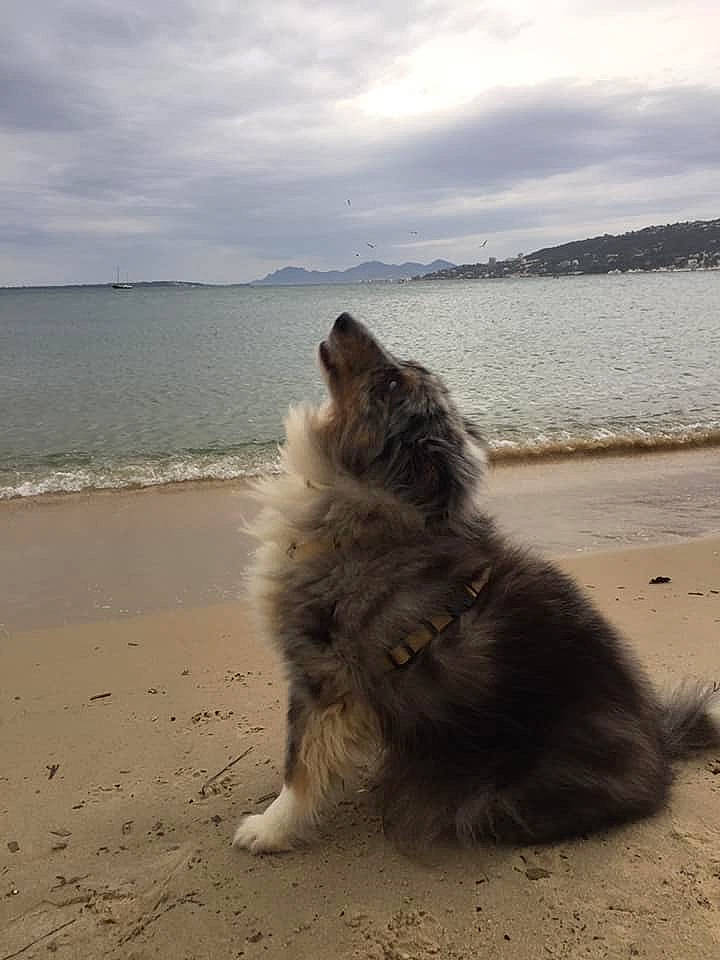 Fly participe au concours pour gagner de l'argent avec cette photo : beach, canidae, carnivore, cat, coast, dog, dog_breed, felidae, mammal, norwegian_forest_cat, ocean, ragamuffin, sand, sea, sky, small_to_medium_sized_cats, sporting_group, tail, vacation, whiskers