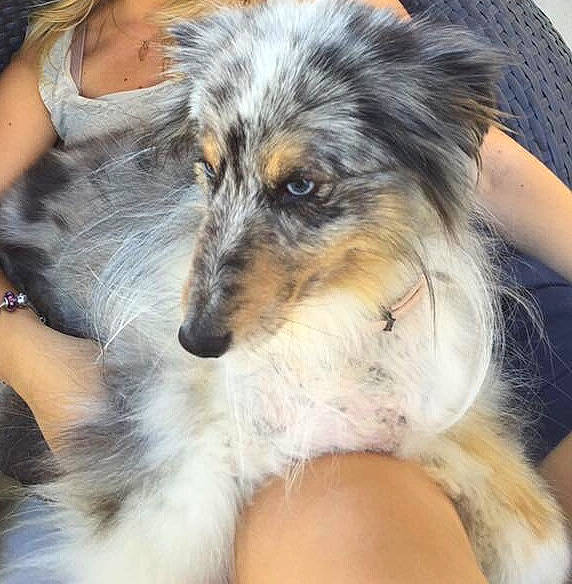 Fly a rejoint le concours — aidez-le/la à gagner de superbes lots ! australian_shepherd, canidae, carnivore, collie, companion_dog, dog, dog_breed, ear, longhaired_whippet, mammal, rare_breed_dog, rough_collie, scotch_collie, shetland_sheepdog, silken_windhound, smooth_collie, snout, vertebrate