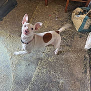 Azura joined the competition — help win amazing prizes! dog, white_dog, brown_spots, wagging_tail, motion_blur, indoor, rustic_floor, grain_scattered, wooden_furniture, bag_of_feed, playful, pet, curious, canine, collar, ears_up, floor_texture, animal, domestic, candid