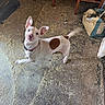 dog, white_dog, brown_spots, wagging_tail, motion_blur, indoor, rustic_floor, grain_scattered, wooden_furniture, bag_of_feed, playful, pet, curious, canine, collar, ears_up, floor_texture, animal, domestic, candid