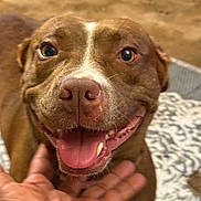 Sassy is registered to the contest to win money with this photo: dog, brown_dog, happy, smiling, tongue_out, close_up, pet, domestic_animal, canine, indoor, hand, person_hand, fur, animal_face, friendly, companion, cute, mammal, nose, teeth