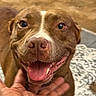 dog, brown_dog, happy, smiling, tongue_out, close_up, pet, domestic_animal, canine, indoor, hand, person_hand, fur, animal_face, friendly, companion, cute, mammal, nose, teeth