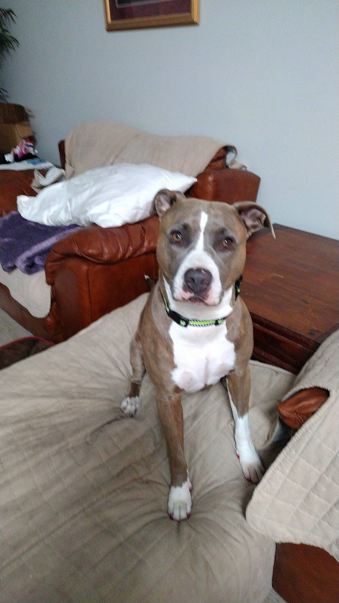 Vina Bear Cross joined the competition — help win amazing prizes! canidae, carnivore, chair, collar, comfort, companion_dog, dog, dog_breed, dog_collar, dog_supply, fawn, floor, flooring, furniture, hardwood, sighthound, sporting_group, whiskers, wood, working_animal