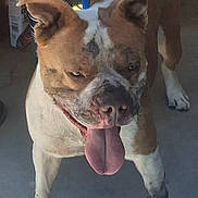Tarzan is registered to the contest to win money with this photo: brown_and_white, closeup, collar, concrete_floor, dog, ears, happy, indoor, leash, mud, muddy_paws, paws, person_leg, pet, playful, portrait, snout, standing, striped_clothing, tongue_out