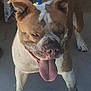 brown_and_white, closeup, collar, concrete_floor, dog, ears, happy, indoor, leash, mud, muddy_paws, paws, person_leg, pet, playful, portrait, snout, standing, striped_clothing, tongue_out