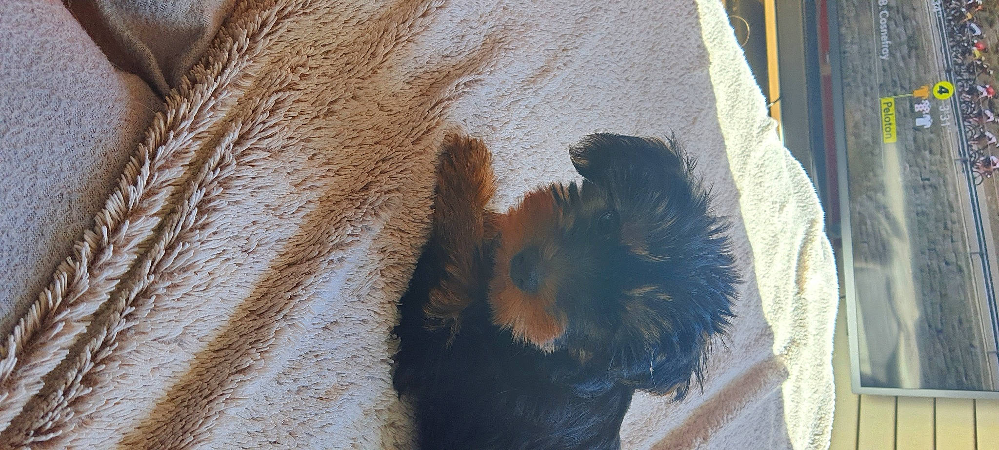 Neymar a rejoint le concours — aidez-le/la à gagner de superbes lots ! canidae, carnivore, dog, dog_breed, fur, organism, tail, terrier, yorkshire_terrier