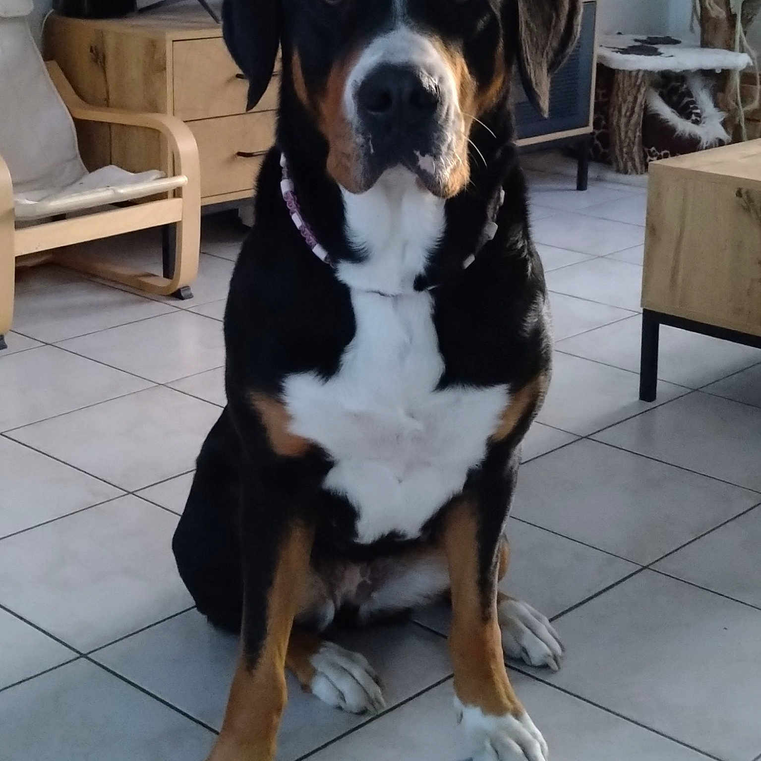 Stella