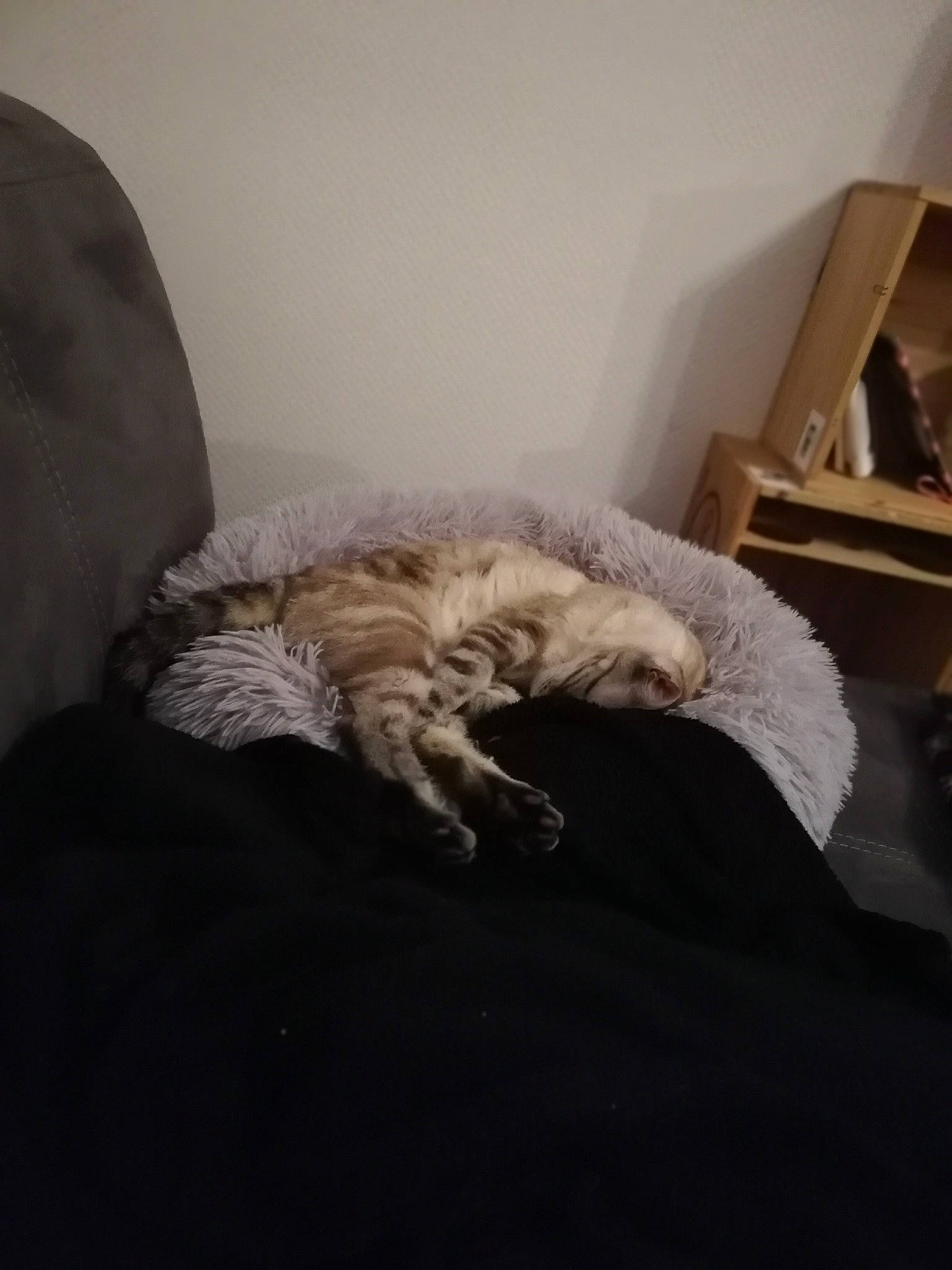 Plume Alias Plumi participe au concours pour gagner de l'argent avec cette photo : bed, bedding, carnivore, cat, chair, comfort, couch, domestic_short_haired_cat, duvet, felidae, flooring, fur, grey, hardwood, linens, small_to_medium_sized_cats, tail, whiskers, window, wood