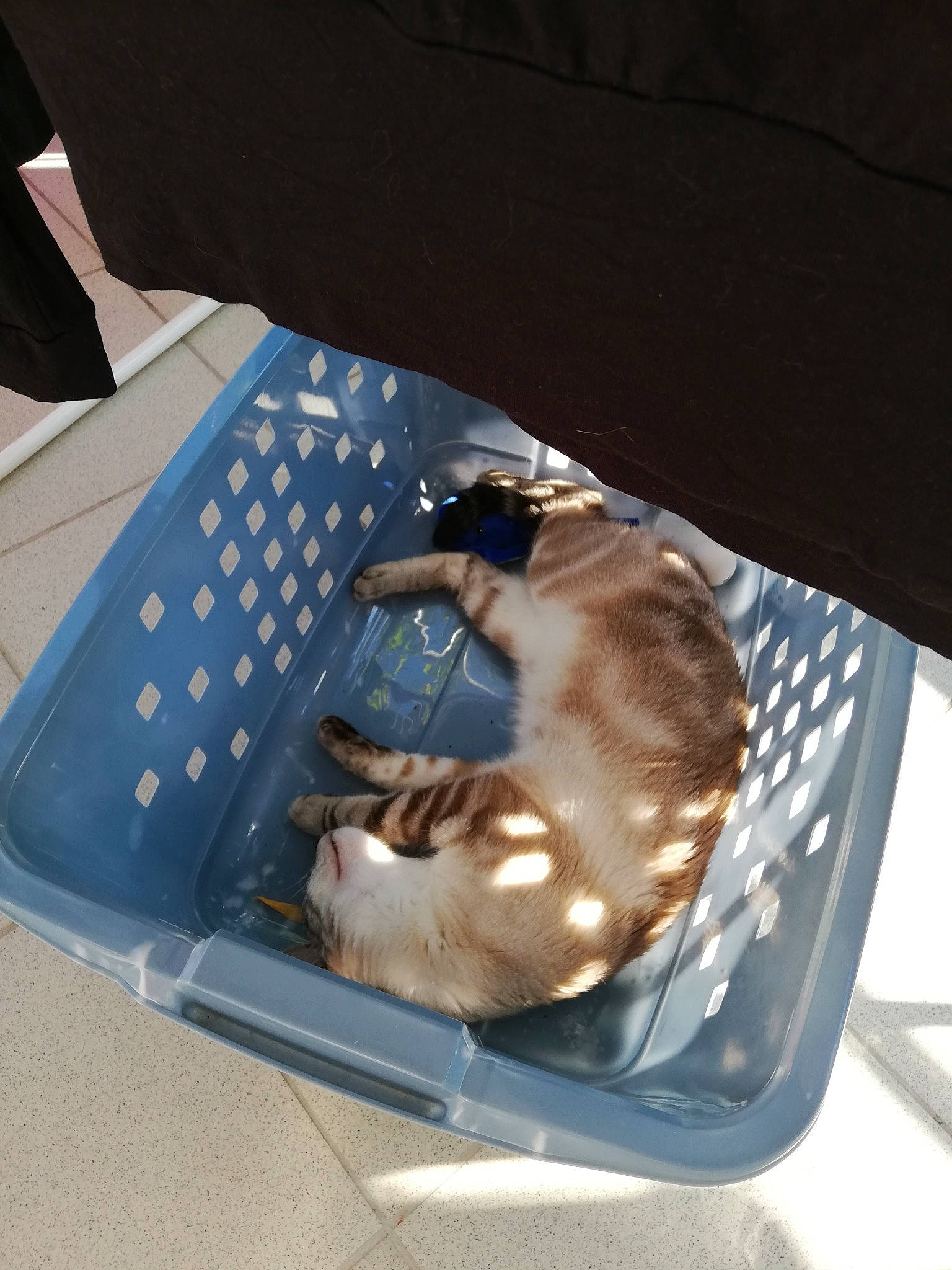 Plume Alias Plumi a rejoint le concours — aidez-le/la à gagner de superbes lots ! automotive_exterior, canidae, carnivore, cat, cat_supply, comfort, companion_dog, couch, dog_breed, fawn, felidae, nap, pet_supply, sitting, sleep, small_to_medium_sized_cats, sporting_group, table, tail, whiskers