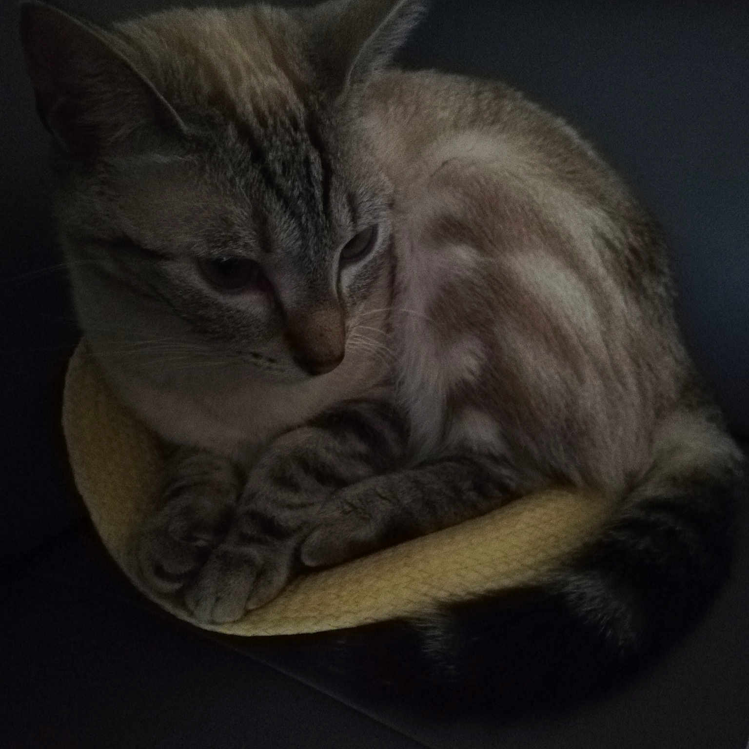 Plume Alias Plumi