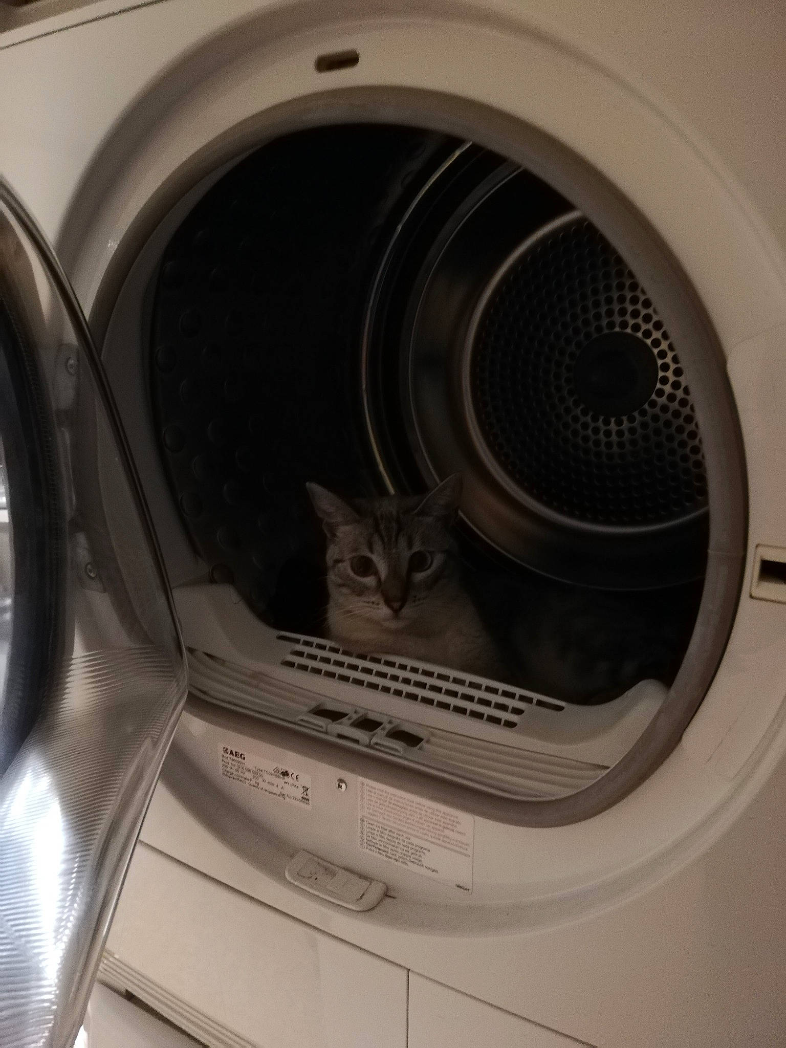 Plume Alias Plumi participe au concours pour gagner de l'argent avec cette photo : automotive_design, automotive_exterior, automotive_lighting, automotive_tire, automotive_wheel_system, cat, clothes_dryer, felidae, fender, gas, home_appliance, laundry, laundry_room, major_appliance, motor_vehicle, output_device, rim, technology, vehicle_door, washing_machine