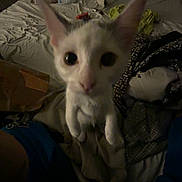 Kingston And Scarlet joined the competition — help win amazing prizes! cat, animal, pet, indoor, bed, blanket, clutter, messy_room, curious, close_up, dim_lighting, white_cat, ears, eyes, feline, sleeping_area, fabric, soft, domestic, bedroom