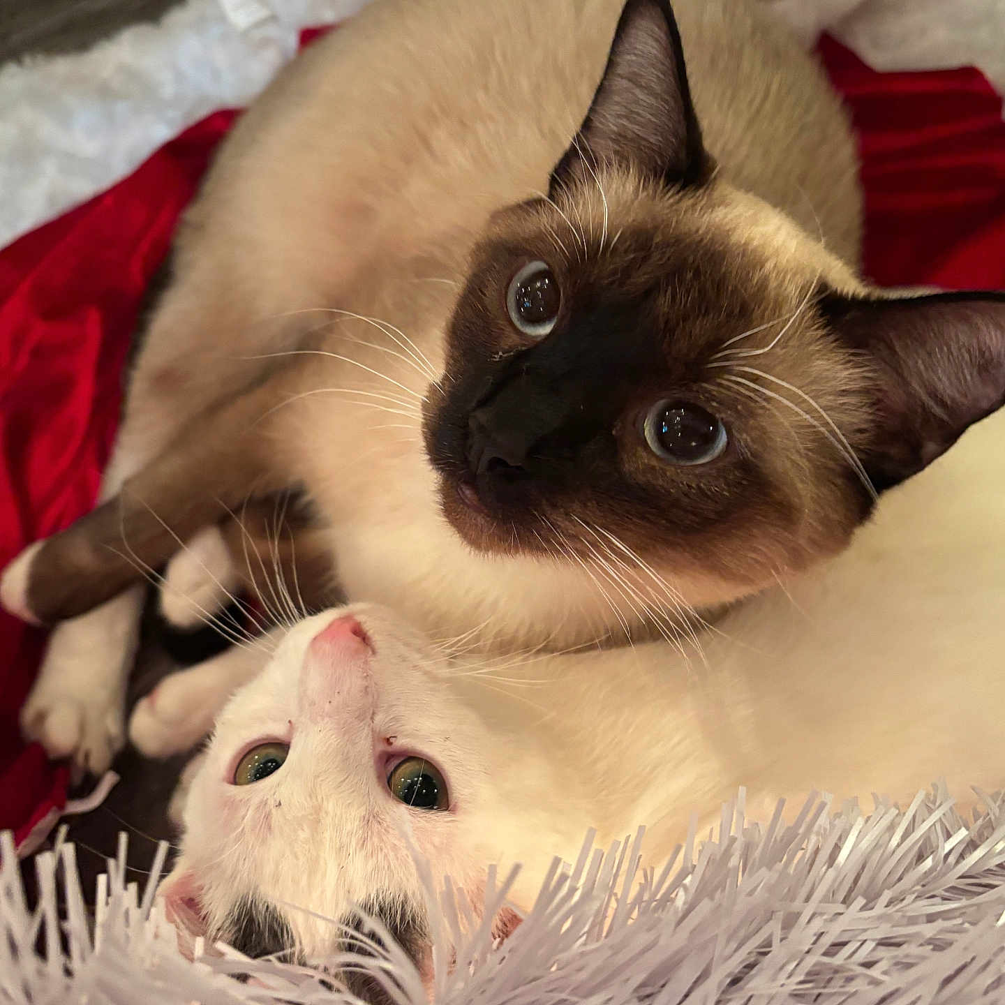 Kingston And Scarlet joined the competition — help win amazing prizes! cat, two_cats, siamese_cat, white_cat, close_up, pets, feline, cute, cozy, blanket, whiskers, eyes, indoor, cute_animals, snuggling, holiday_decor, fur, relaxing, companionship, animal