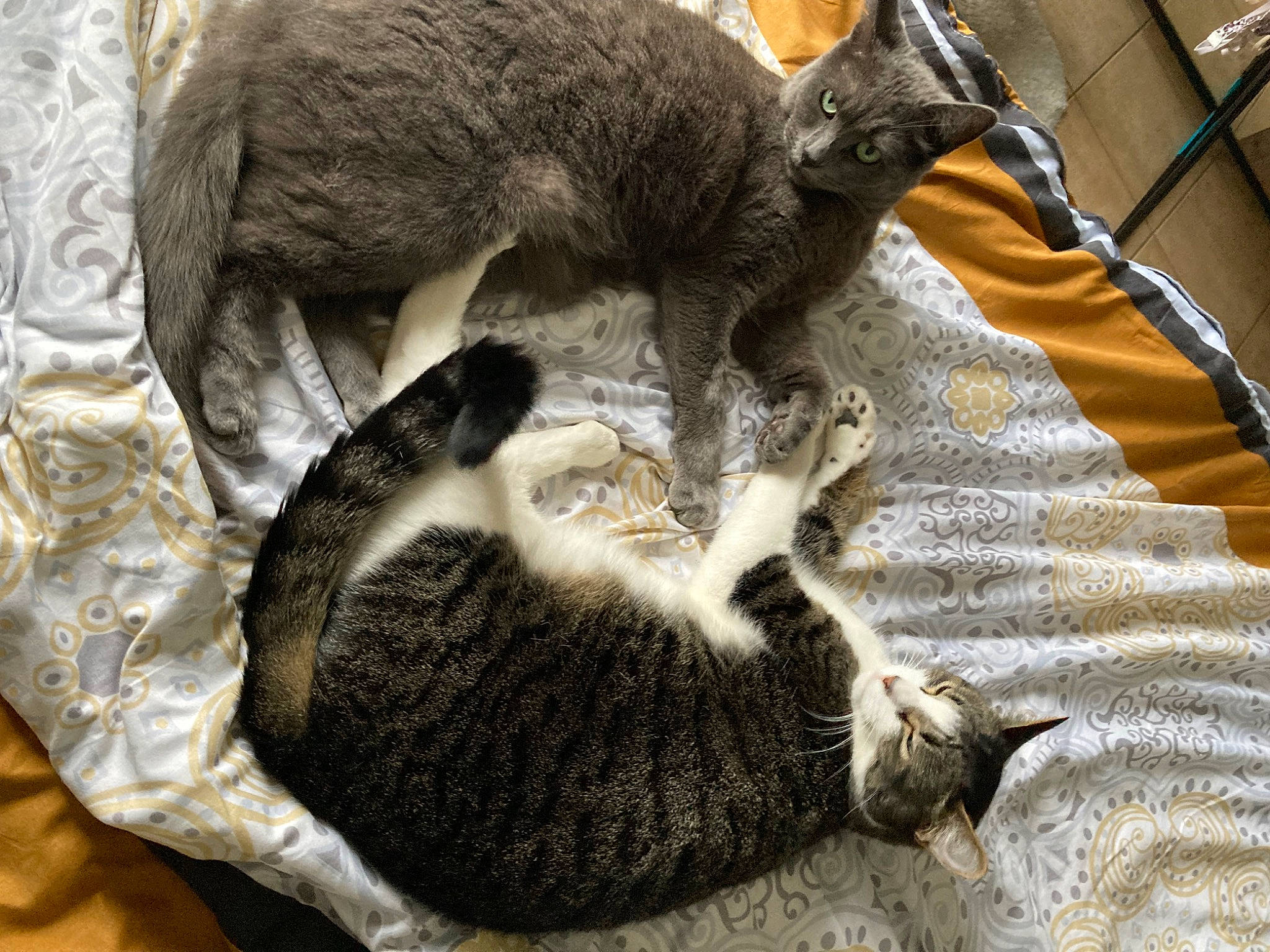 Rocket participe au concours pour gagner de l'argent avec cette photo : carnivore, cat, claw, comfort, domestic_short_haired_cat, felidae, fur, paw, small_to_medium_sized_cats, snout, tail, terrestrial_animal, wallaby, whiskers