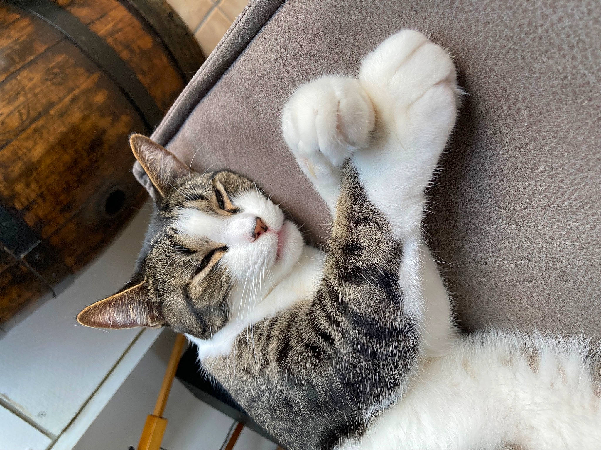 Rocket participe au concours pour gagner de l'argent avec cette photo : carnivore, cat, claw, comfort, couch, domestic_short_haired_cat, felidae, fur, grey, linens, nap, paw, sitting, sleep, small_to_medium_sized_cats, snout, tail, whiskers