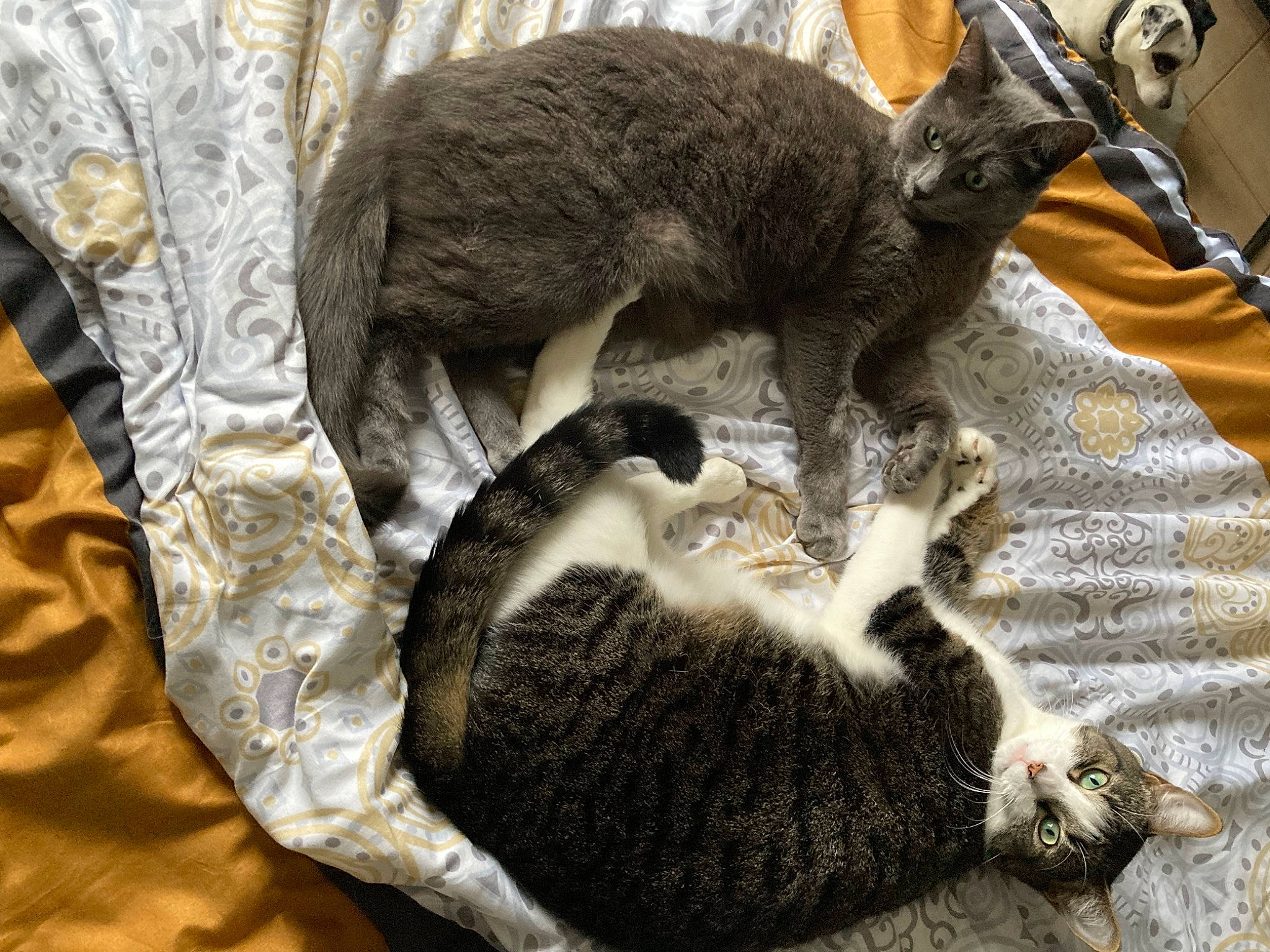 Sylver a rejoint le concours — aidez-le/la à gagner de superbes lots ! canidae, carnivore, cat, claw, comfort, domestic_short_haired_cat, felidae, fur, grey, linens, nap, pattern, paw, small_to_medium_sized_cats, snout, tail, terrestrial_animal, toy, whiskers, wildlife