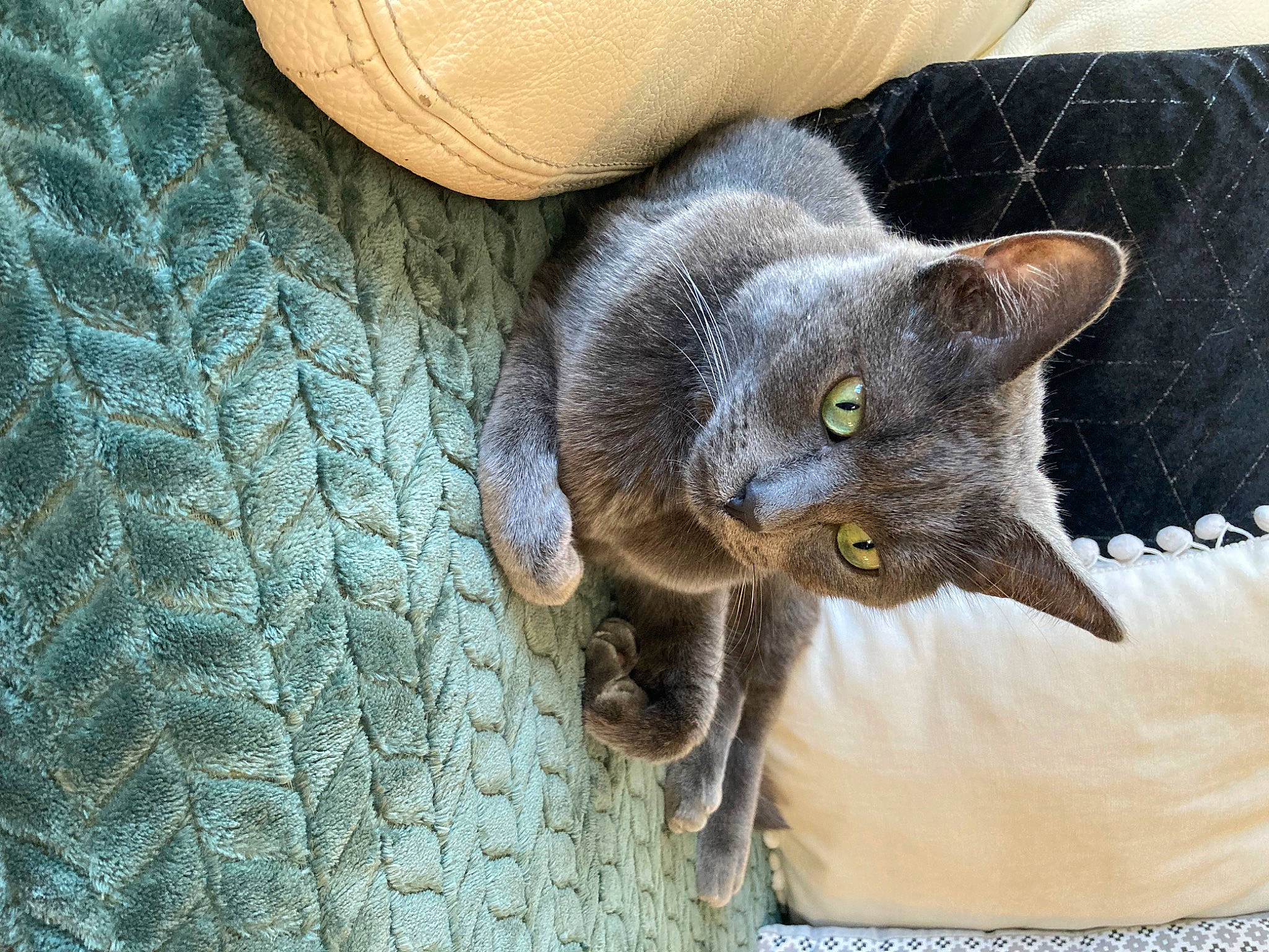 Sylver participe au concours pour gagner de l'argent avec cette photo : black_cat, carnivore, cat, cat_supply, chartreux, claw, comfort, domestic_short_haired_cat, ear, felidae, fur, grey, havana_brown, russian_blue, small_to_medium_sized_cats, snout, tail, terrestrial_animal, whiskers