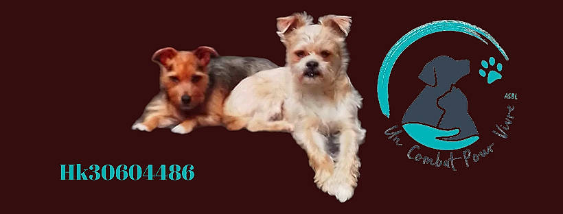 Elvis participe au concours pour gagner de l'argent avec cette photo : canidae, carnivore, companion_dog, dog, dog_breed, dog_supply, fawn, font, fur, liver, paw, pet_supply, photo_caption, puppy, sharing, snout, sporting_group, toy_dog, umbrella, working_animal