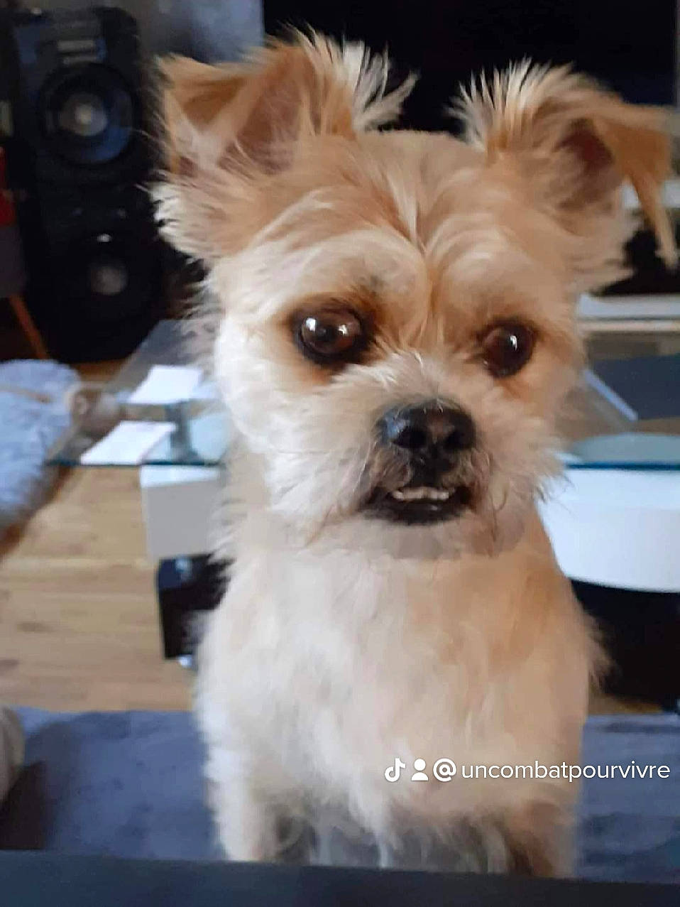 Elvis a rejoint le concours — aidez-le/la à gagner de superbes lots ! carnivore, companion_dog, dog, dog_breed, dog_collar, dog_supply, ear, eye, fawn, fur, liver, loudspeaker, small_terrier, snout, sporting_group, studio_monitor, subwoofer, toy_dog, whiskers, working_animal