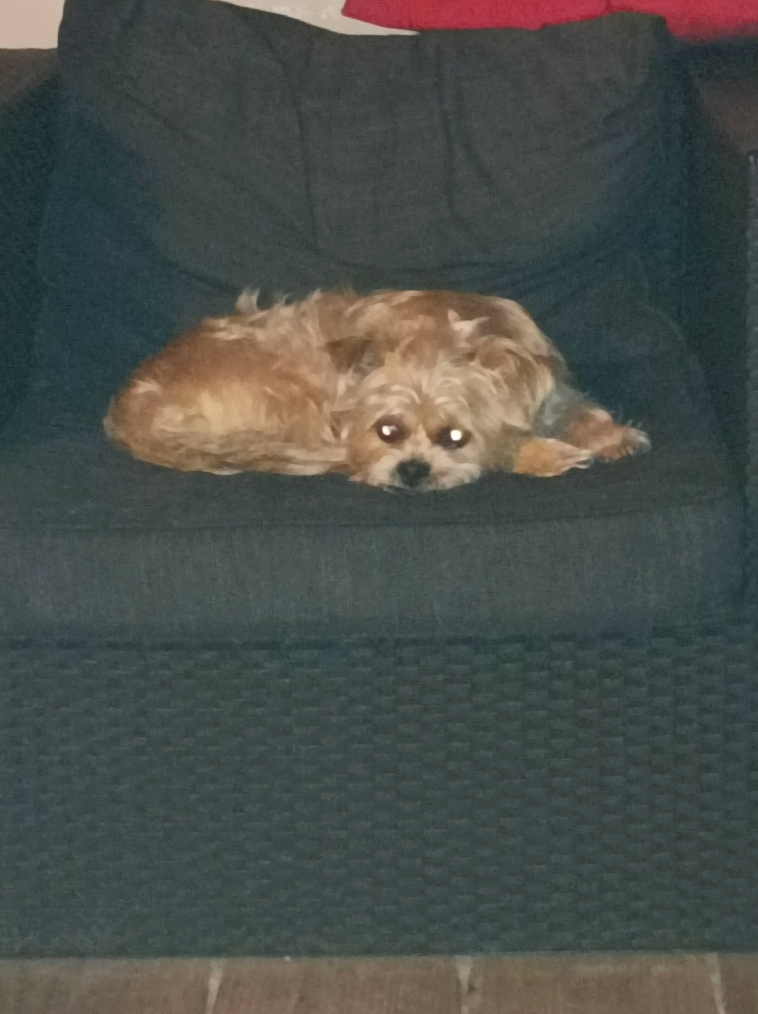 Elvis a rejoint le concours — aidez-le/la à gagner de superbes lots ! canidae, carnivore, companion_dog, dog, dog_breed, dog_supply, fawn, felidae, fur, grey, liver, small_terrier, snout, sporting_group, tail, terrier, toy_dog, whiskers, wood, yorkshire_terrier