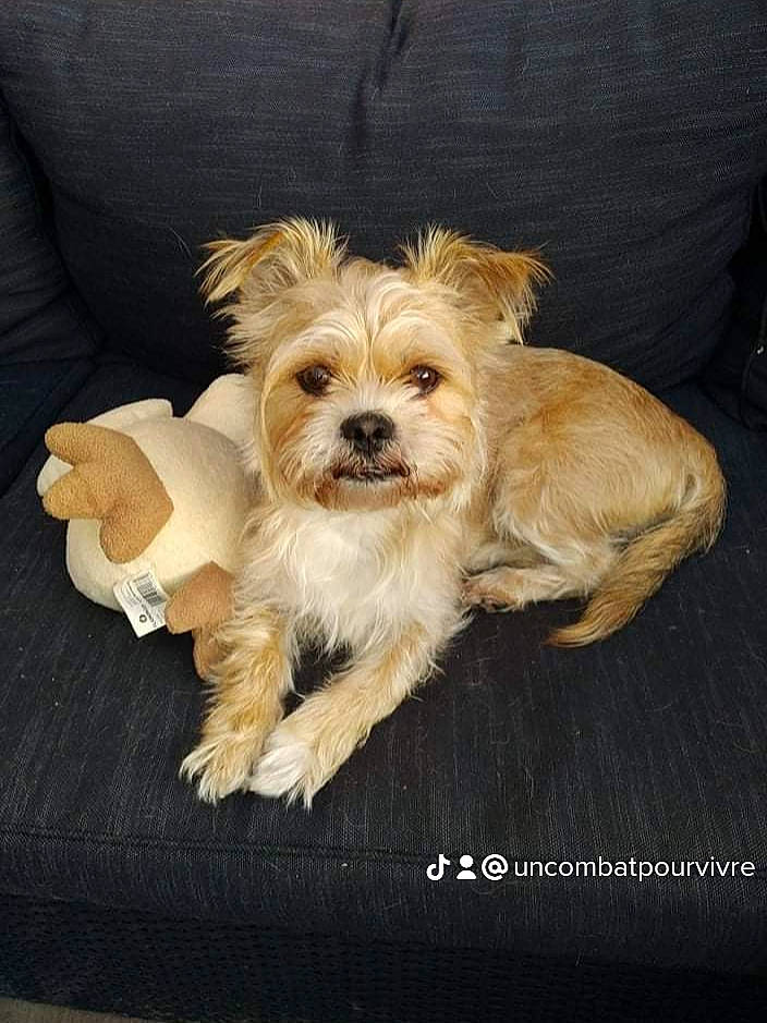 Elvis a rejoint le concours — aidez-le/la à gagner de superbes lots ! biewer_terrier, canidae, carnivore, companion_dog, dog, dog_breed, dog_clothes, dog_supply, fawn, fur, liver, maltepoo, small_terrier, snout, sporting_group, terrier, toy_dog, working_animal, working_terrier, yorkipoo