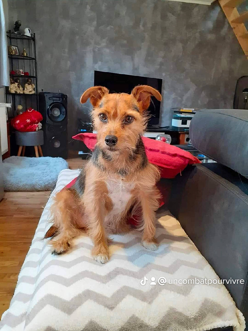 Léa participe au concours pour gagner de l'argent avec cette photo : canidae, carnivore, comfort, companion_dog, dog, dog_breed, dog_clothes, dog_supply, fawn, flooring, fur, hat, pet_supply, shelf, small_terrier, snout, sporting_group, terrier, toy_dog, working_animal