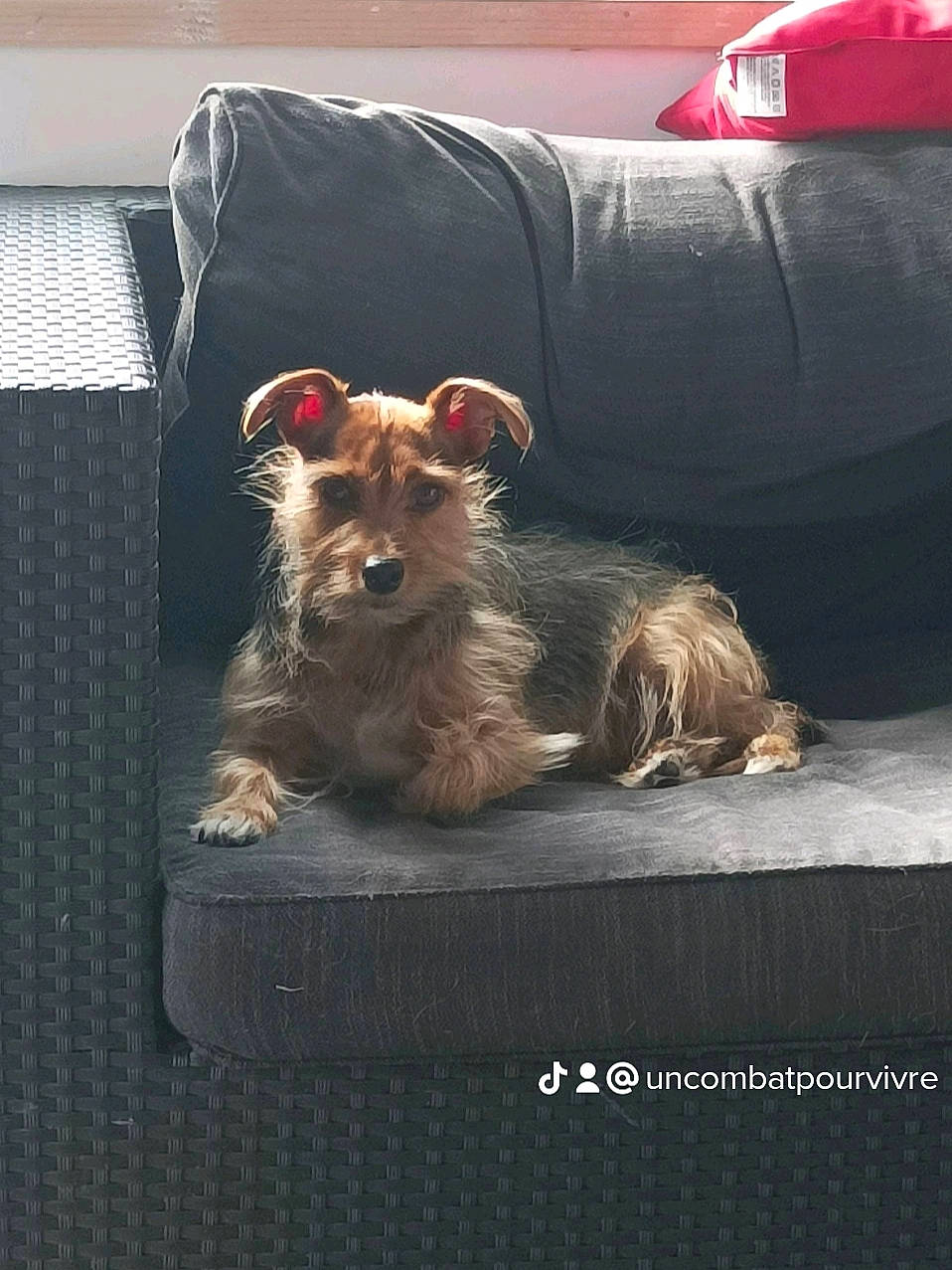 Léa a rejoint le concours — aidez-le/la à gagner de superbes lots ! canidae, carnivore, comfort, companion_dog, curtain, dog, dog_breed, dog_supply, fawn, fur, liver, pet_supply, small_terrier, snout, sporting_group, terrier, toy_dog, working_animal, yorkipoo, yorkshire_terrier