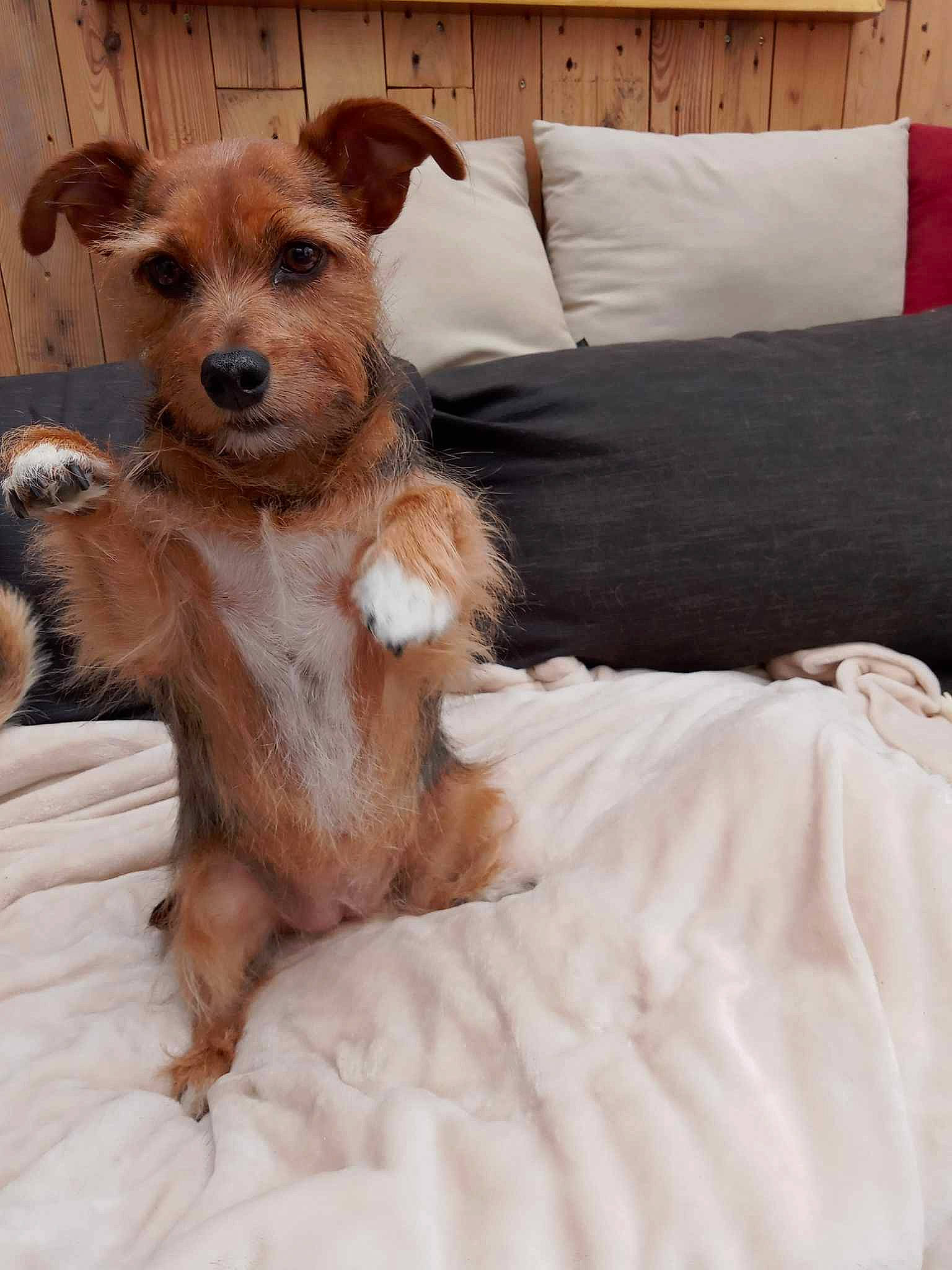 Léa participe au concours pour gagner de l'argent avec cette photo : canidae, carnivore, comfort, companion_dog, dog, dog_breed, dog_clothes, dog_supply, fawn, fur, linens, liver, pillow, snout, sporting_group, throw_pillow, toy_dog, whiskers, wood, working_animal