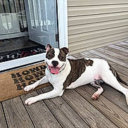 Roxie May Whitmire joined the competition — help win amazing prizes! animal, brindle, canine, dog, domestic_animal, glass_door, happy, home, house, outdoor, pet, porch, relaxed, resting, smiling, sunlight, tongue_out, welcome_mat, white, wooden_deck