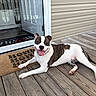animal, brindle, canine, dog, domestic_animal, glass_door, happy, home, house, outdoor, pet, porch, relaxed, resting, smiling, sunlight, tongue_out, welcome_mat, white, wooden_deck