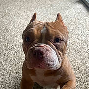Pua joined the competition — help win amazing prizes! dog, bulldog, pet, indoor, carpet, closeup, brown, white, ears, face, animal, canine, looking, curious, light, natural_light, floor, domestic, companion, cute