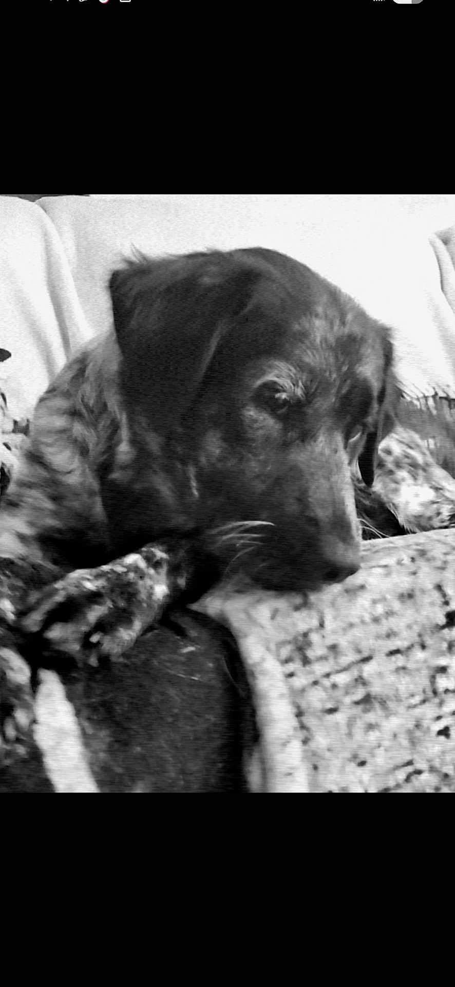 Lucille Shaqanda is registered to the contest to win money with this photo: animal, black_and_white, blanket, canine, closeup, companion, couch, cozy, dog, domestic_animal, fur, home, indoor, laying, pet, portrait, relaxed, resting, sleepy, texture