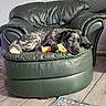 Lucille Shaqanda is registered to the contest to win money with this photo: animal, black_and_white, bone, carpet, comfort, cozy, dog, ears, floor, fur, furniture, home, indoor, leather_chair, paw, pet, relaxed, resting, snout, wooden_floor