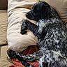 Lucille Shaqanda joined the competition — help win amazing prizes! animal, black_and_white, blanket, canine, closeup, comfort, couch, cozy, dog, domestic_animal, fur, furniture, indoor, paw, pet, pillow, relaxed, resting, side_view, sleeping