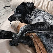 Lucille Shaqanda is registered to the contest to win money with this photo: animal, black_and_white_fur, close_up, comfort, couch, cozy, dog, fur_texture, furry, home, indoor, nose, paw, pet, relaxed, resting, sleepy, snuggling, stuffed_toy, toy