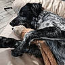 animal, black_and_white_fur, close_up, comfort, couch, cozy, dog, fur_texture, furry, home, indoor, nose, paw, pet, relaxed, resting, sleepy, snuggling, stuffed_toy, toy