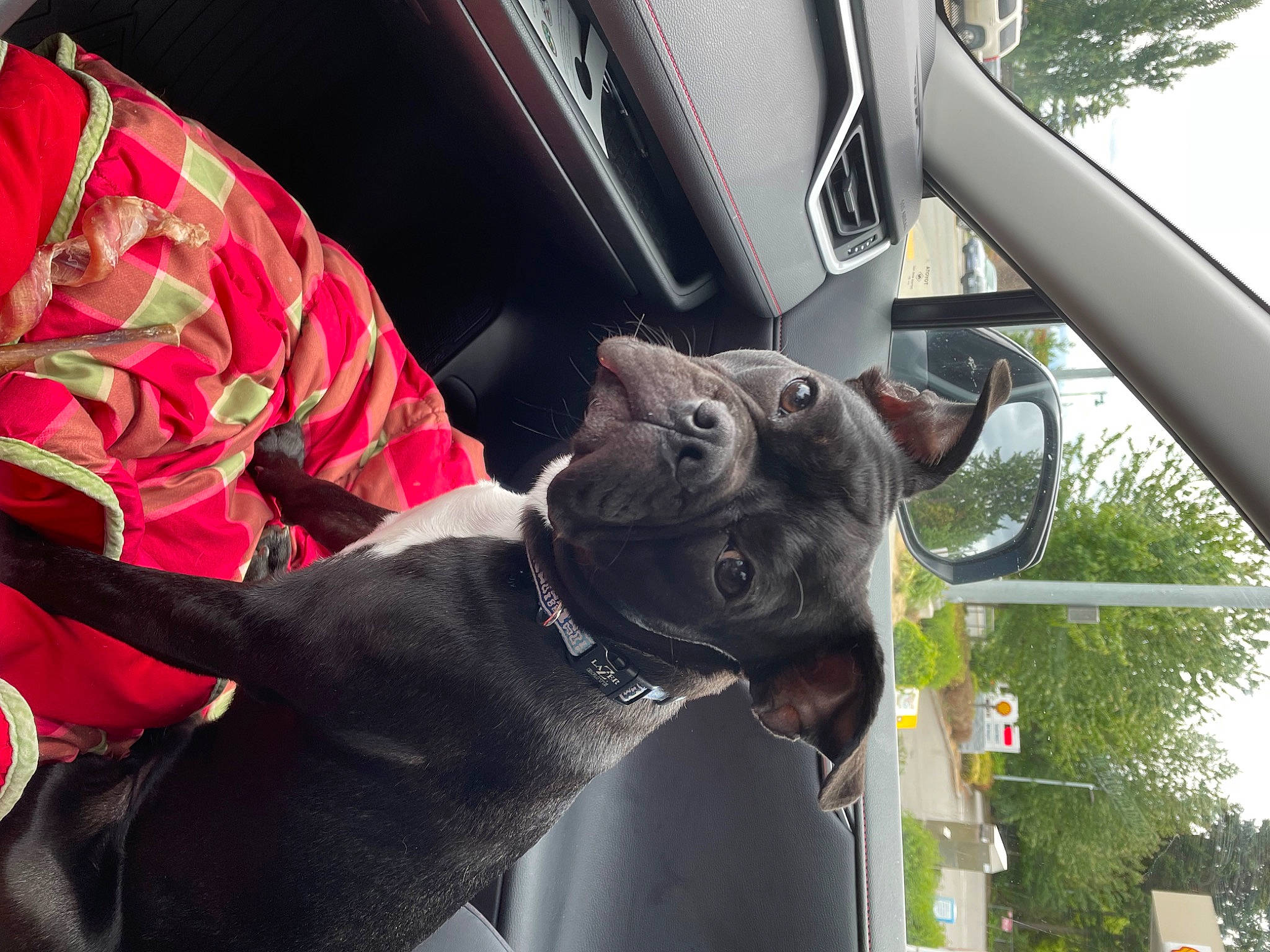 Pax joined the competition — help win amazing prizes! auto_part, automotive_exterior, automotive_mirror, automotive_tire, canidae, car, carnivore, collar, companion_dog, dog, dog_breed, dog_collar, fawn, motor_vehicle, plant, snout, tree, vehicle, vehicle_door, working_animal