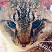 Timothy is registered to the contest to win money with this photo: cat, close_up, blue_eyes, fur, whiskers, pet, animal, mammal, portrait, indoor, cute, face, ears, feline, tabby, looking, soft, domestic_cat, nose