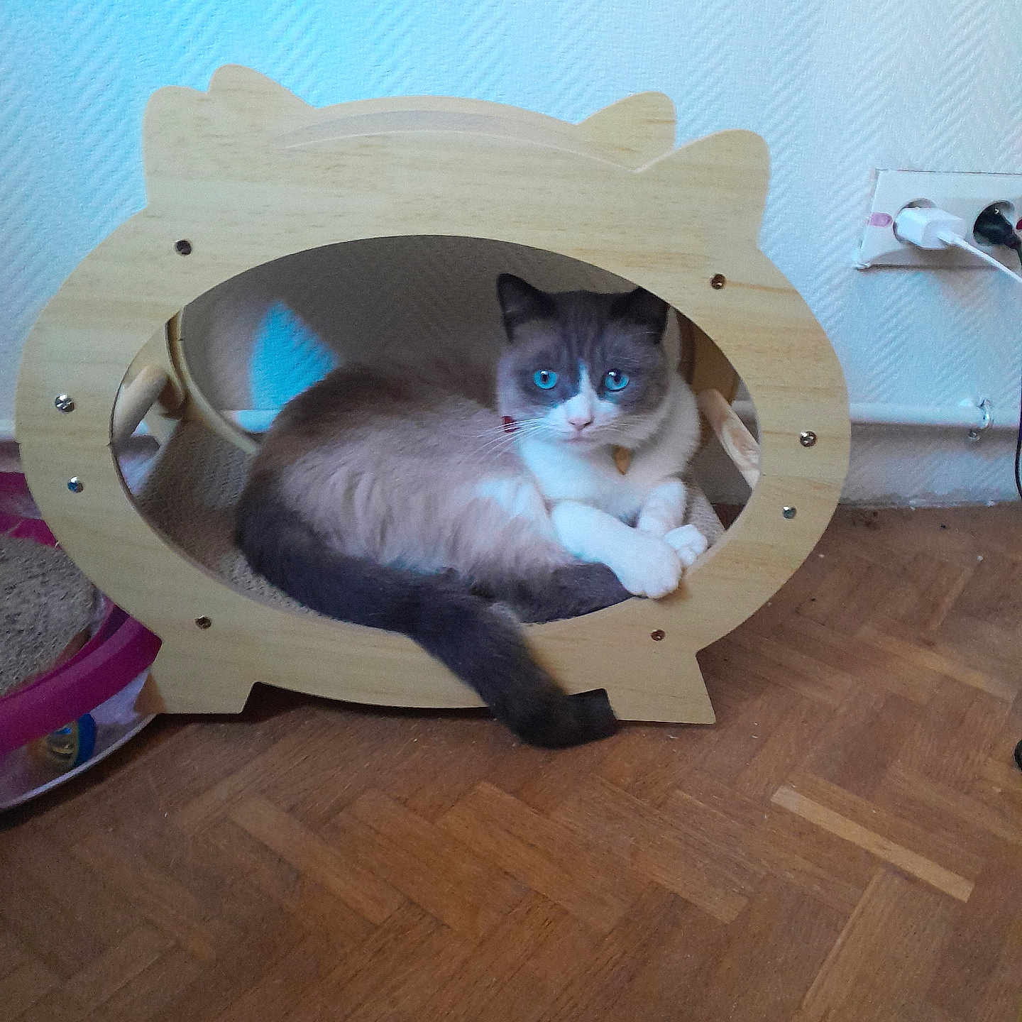Toutdoux a rejoint le concours — aidez-le/la à gagner de superbes lots ! abyssinian, animal, bed, box, canine, cat, den, dog, doghouse, furniture, hardwood, indoors, interiordesign, kennel, kitten, manx, pet, plywood, siamese, wood
